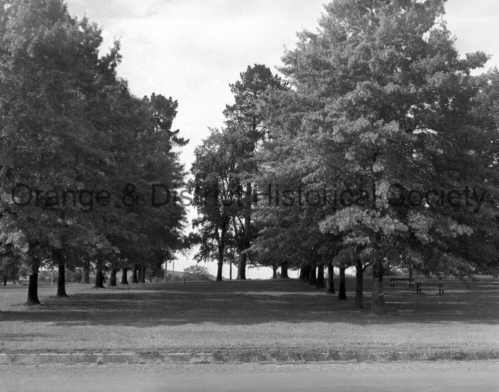 WWI Memorial Avenue of trees