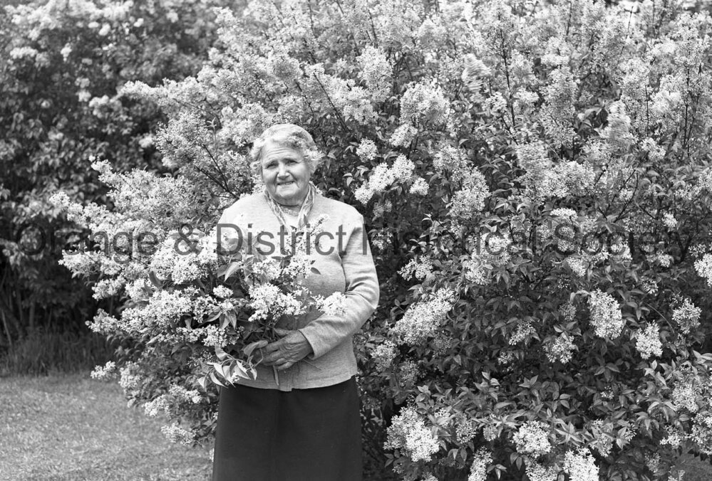 Lilac at home of Mrs Allen, Sampson Street