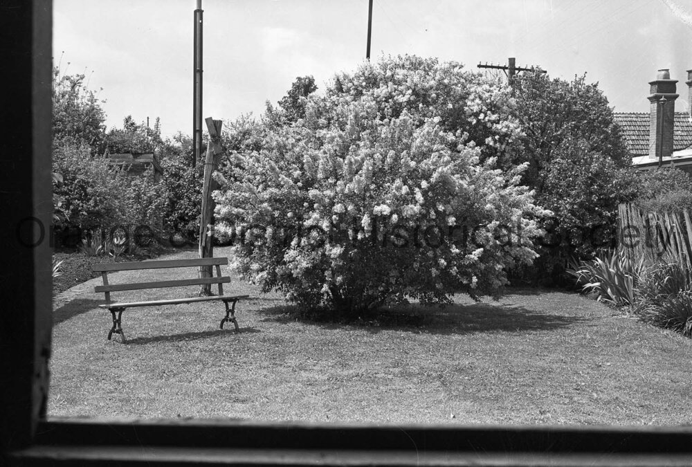 Lilac at home of Mrs Allen, Sampson Street