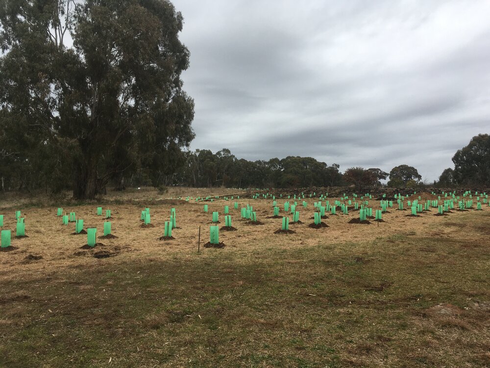 After the tree planting at Lake Canobolas, National Tree Day 2022