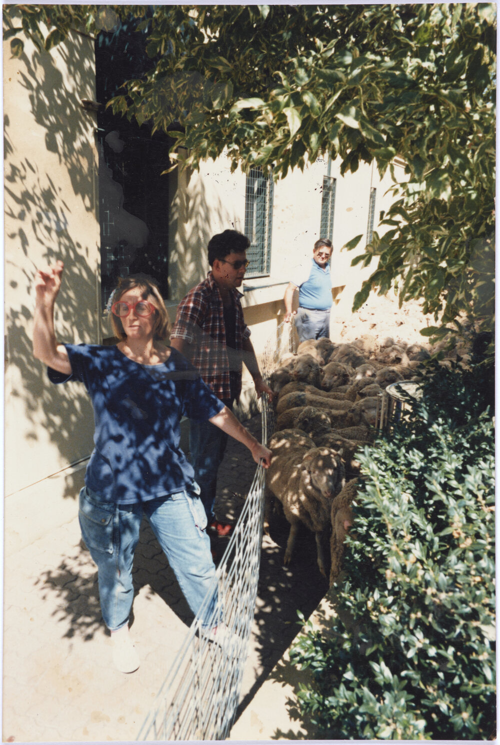 Fem Hawke, Mike Mullins and John Holland With Sheep in Post Office Lane