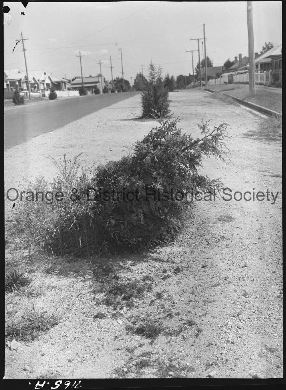 Scene in Clinton Street, broken trees