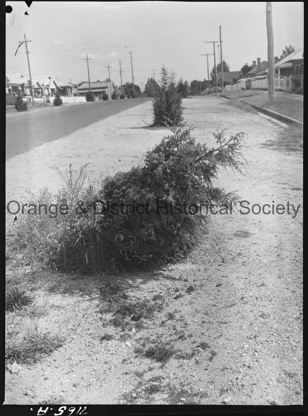 Scene in Clinton Street, broken trees