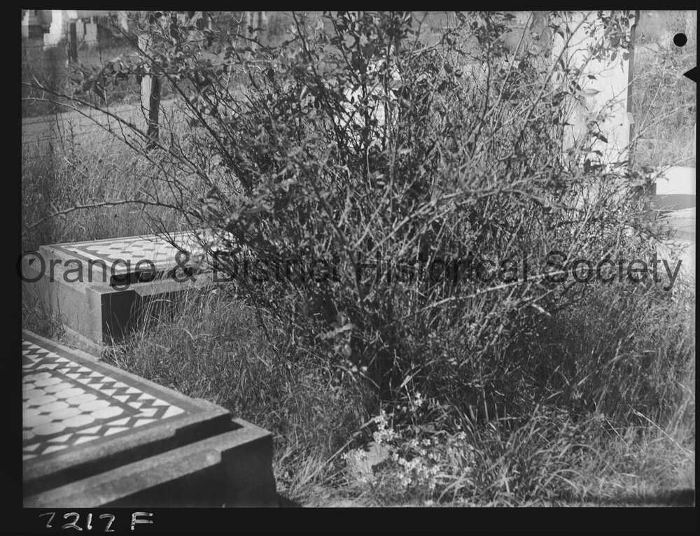 Overgrown graves at Orange Cemetery