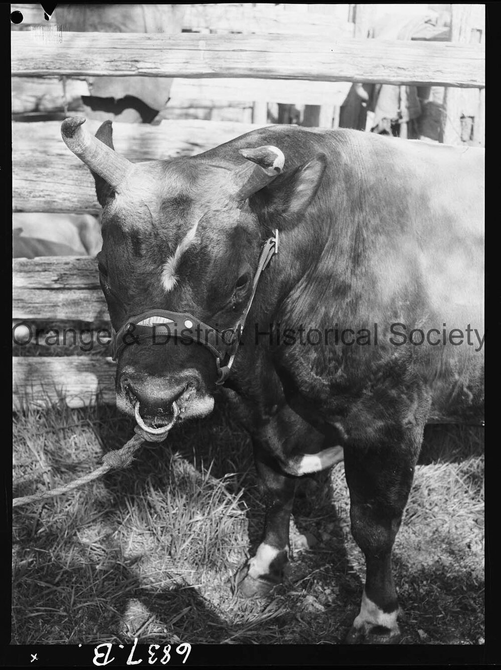 Molong Show