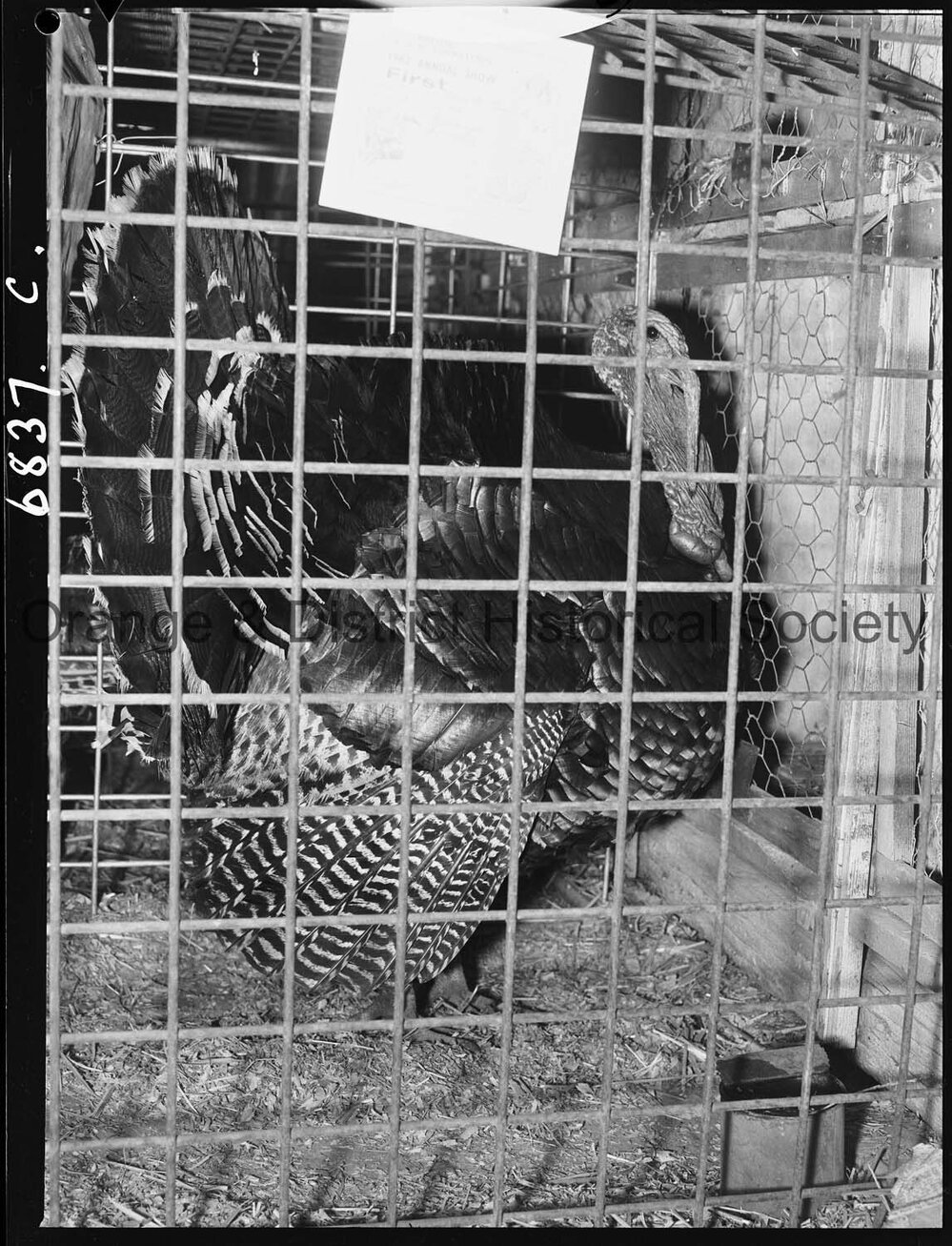 Molong Show