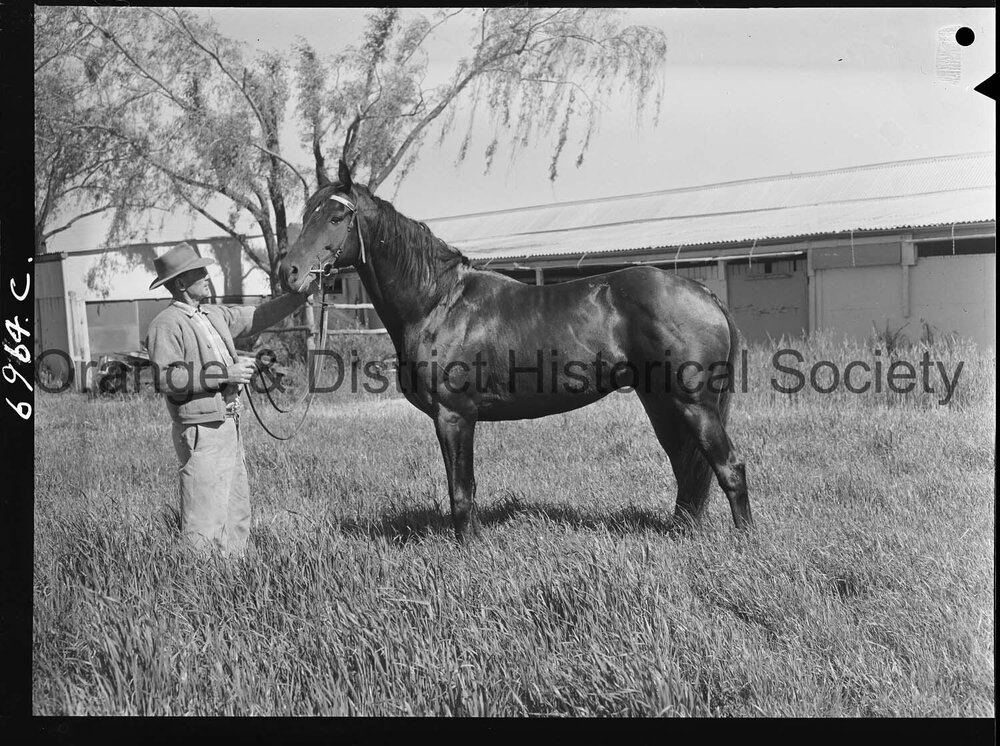 Jack Eslaly's horse - Basako | Central West Libraries
