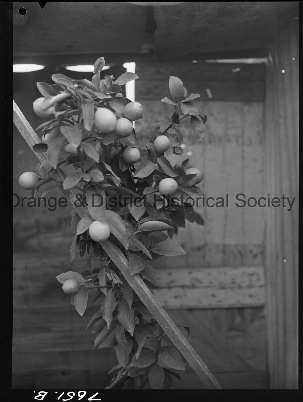 Mr Herb Mayfield's lemon tree