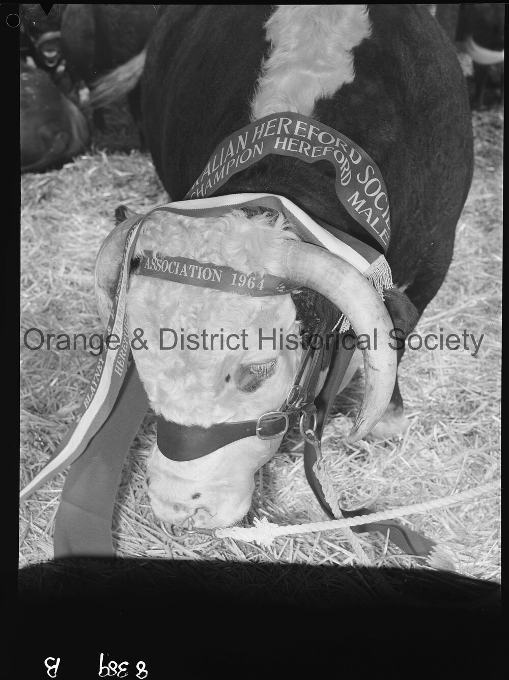 Blayney Show