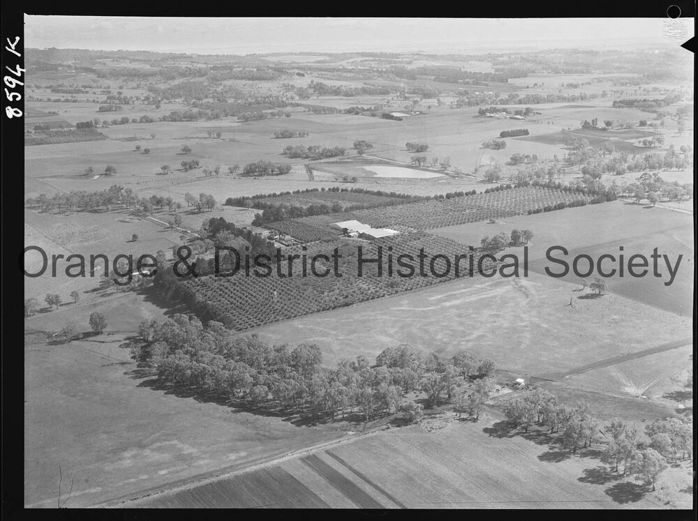 Aerial view of McClymont's orchard