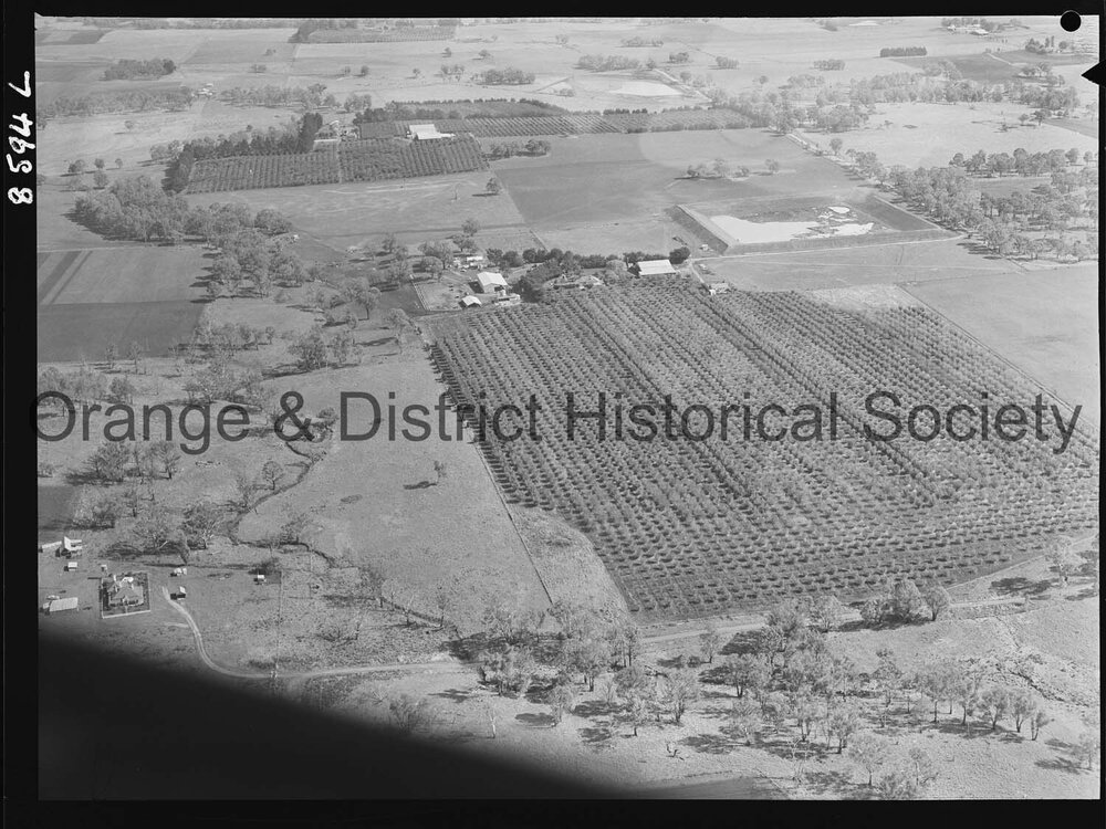 Aerial view of McClymont's orchard