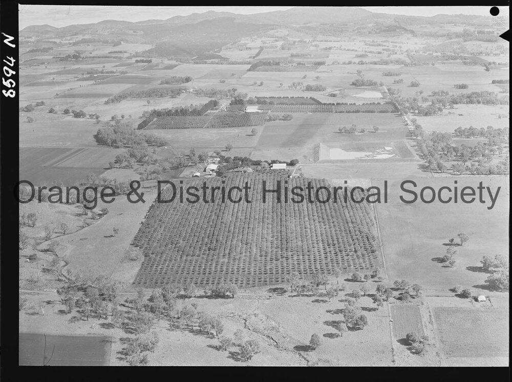 Aerial view of McClymont's orchard