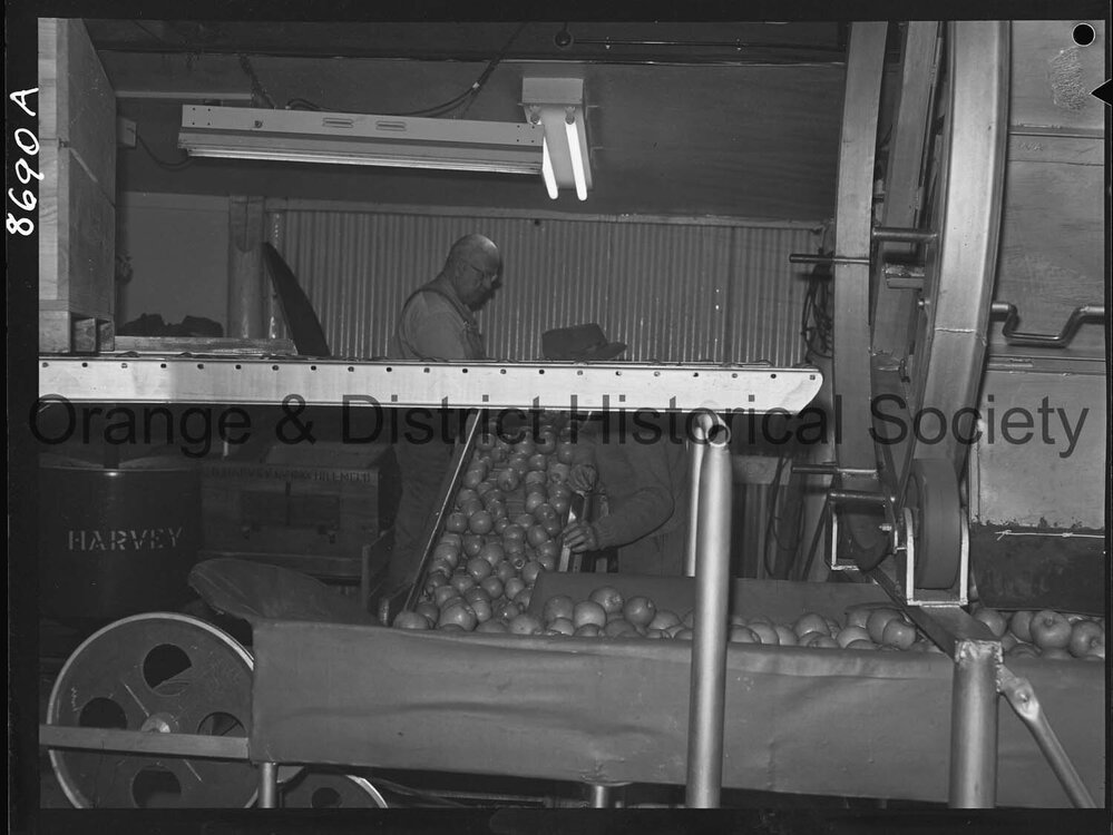 Armstrong's Orchard Nashdale
