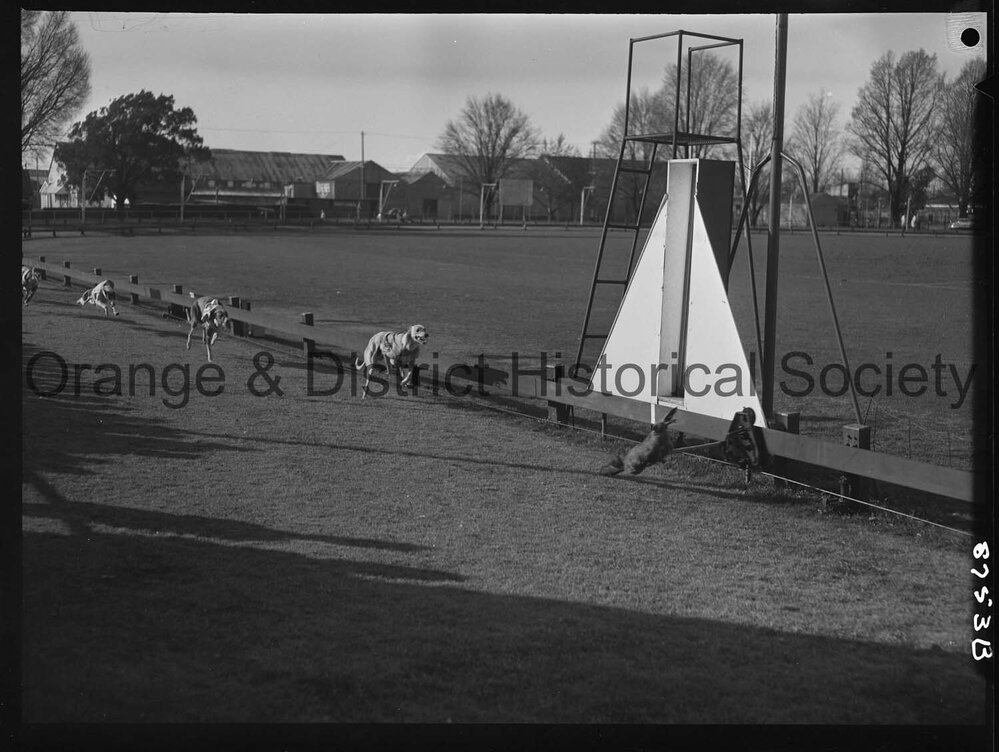 Greyhound racing