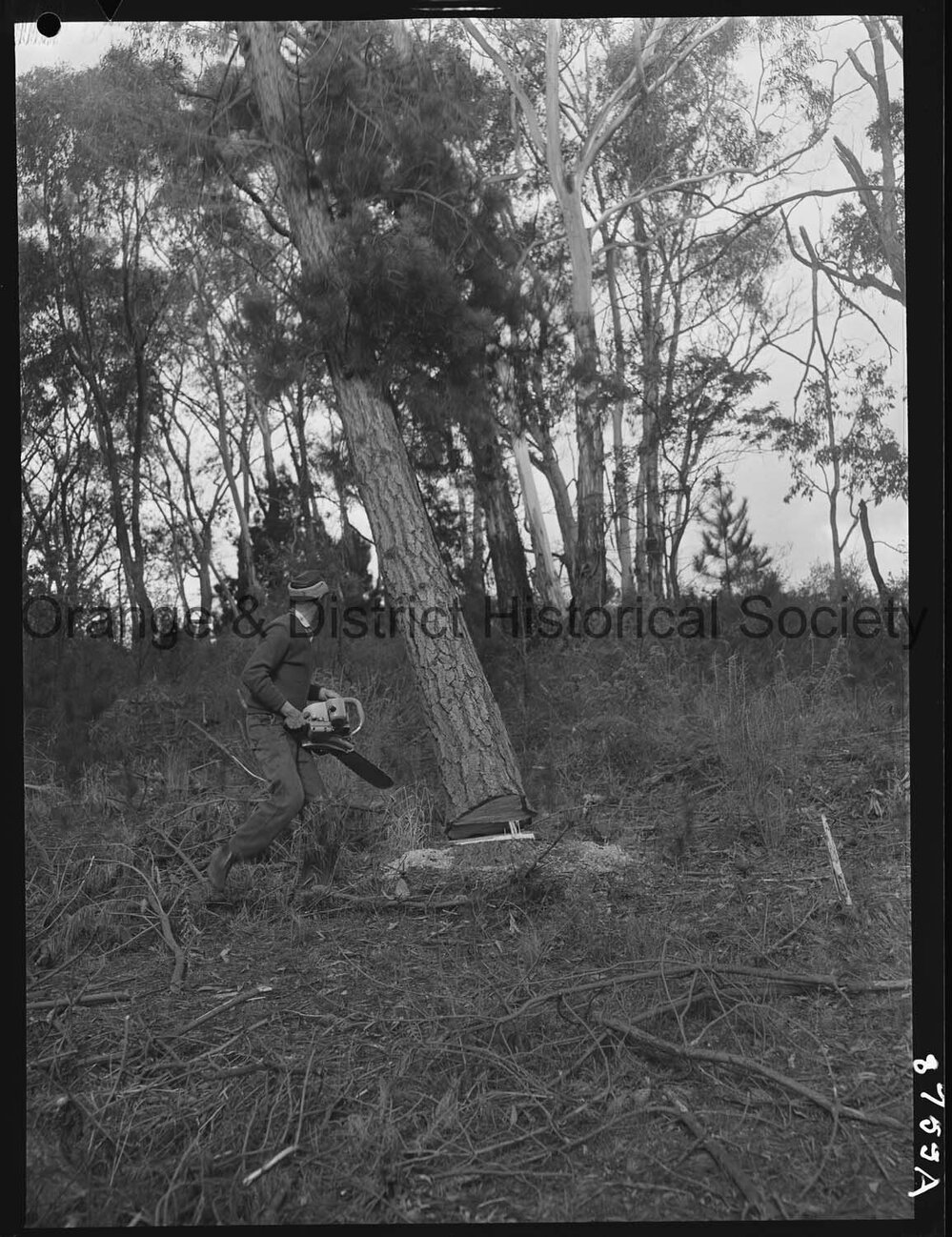 Culling timber at Lake Canobolas pine forest