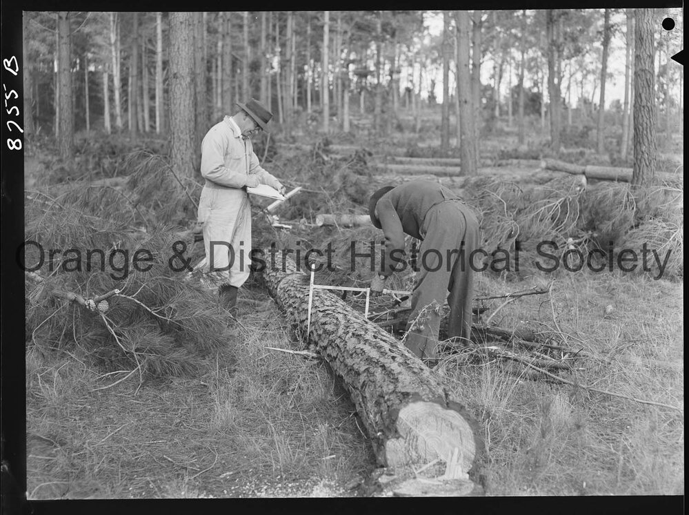 Culling timber at Lake Canobolas pine forest