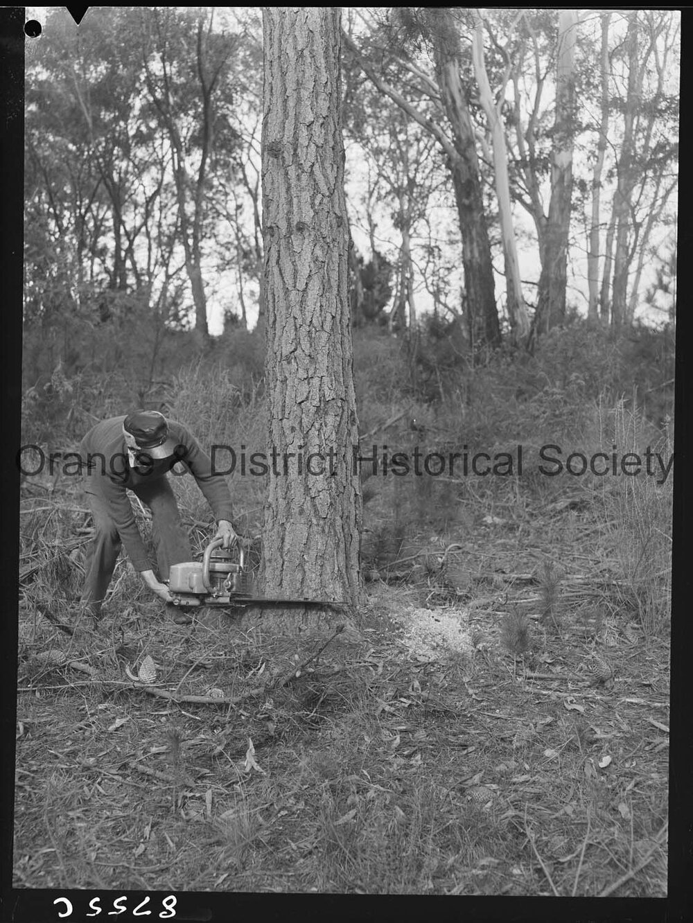 Culling timber at Lake Canobolas pine forest