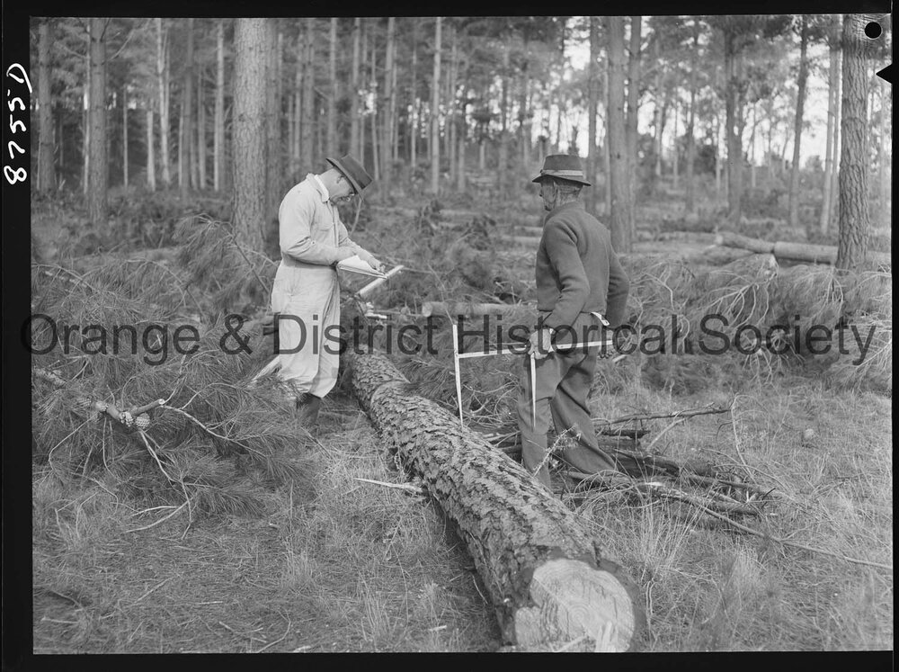 Culling timber at Lake Canobolas pine forest