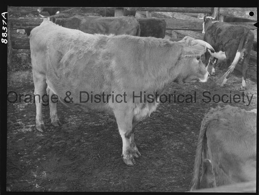 Bullock at saleyards