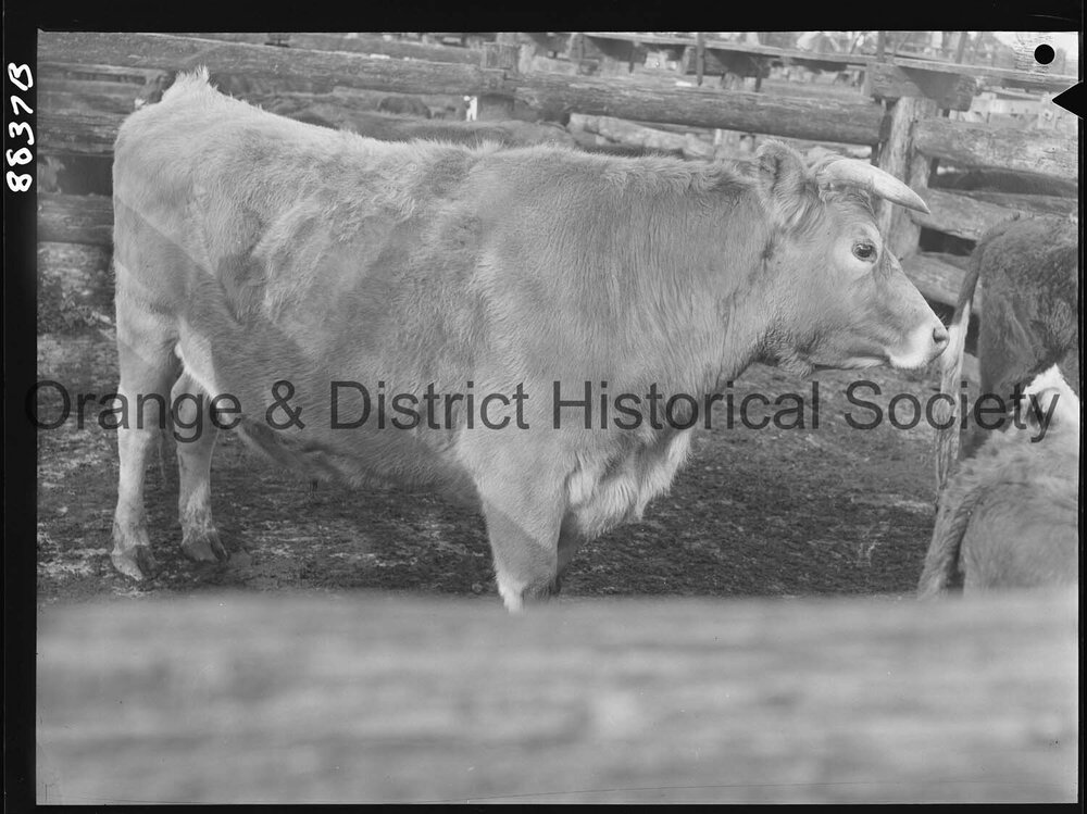 Bullock at saleyards