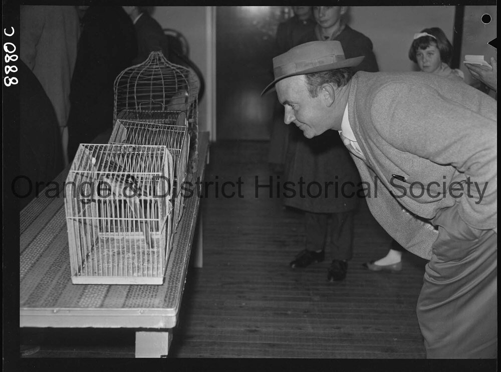 Caged birds show