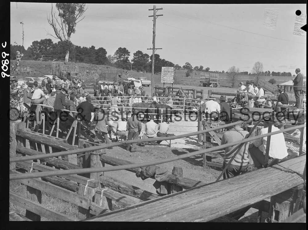 Commercial breeders sale