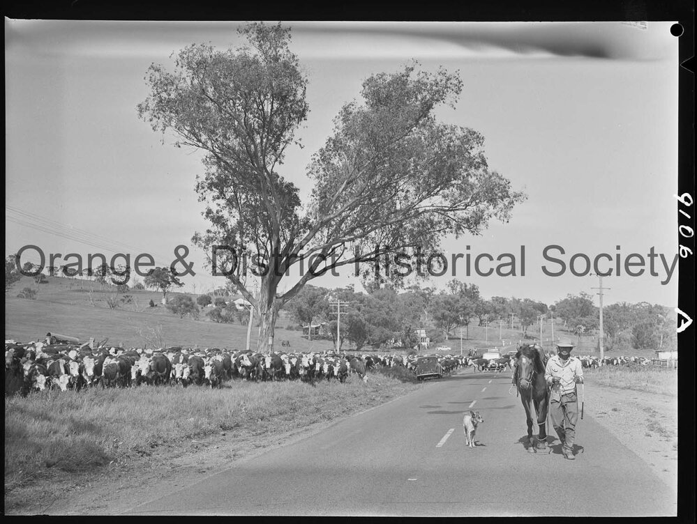 Cattle drive