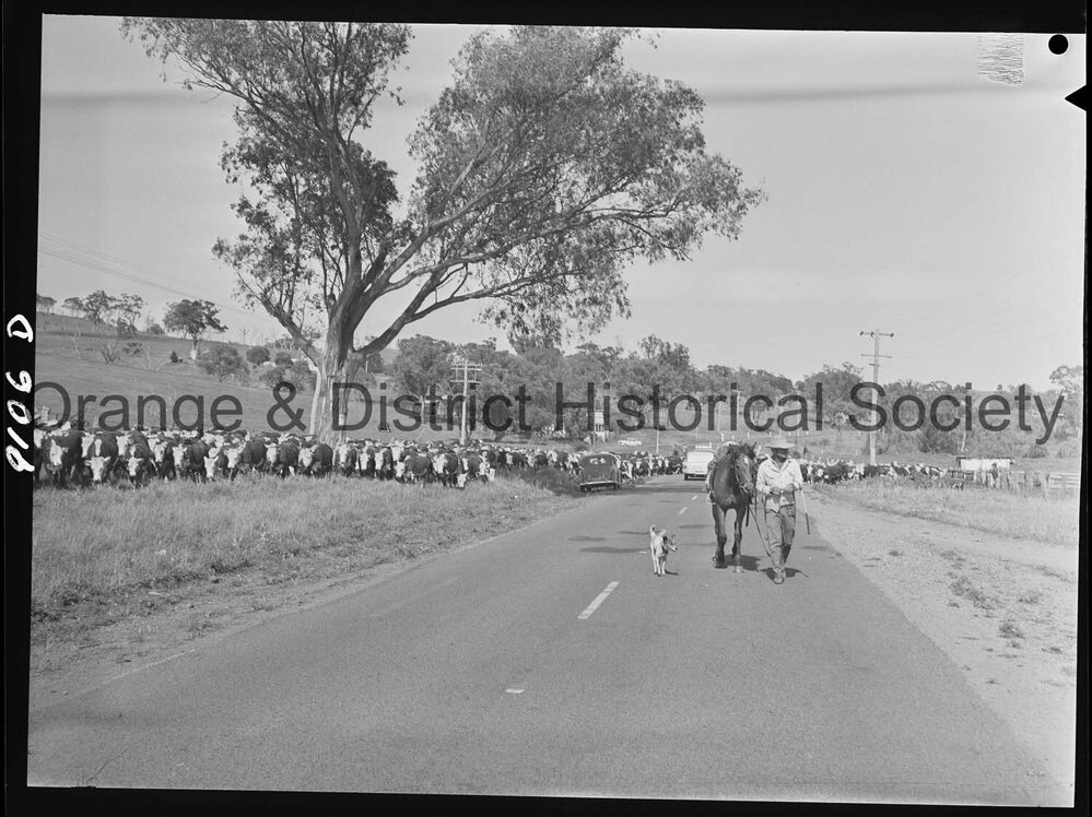 Cattle drive