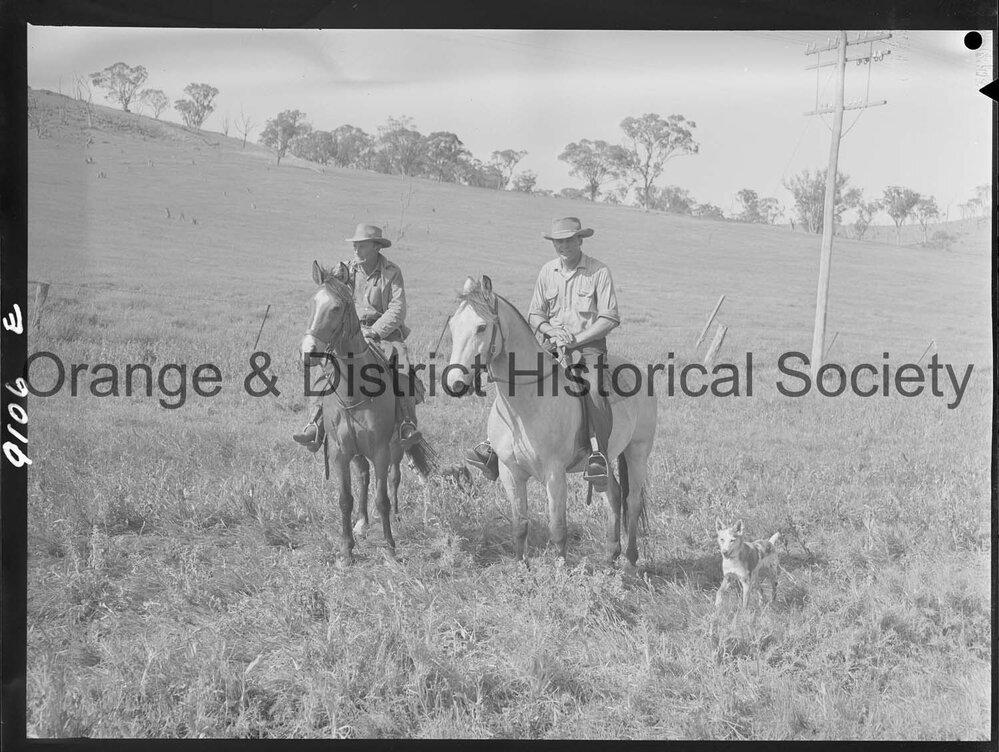 Cattle drive