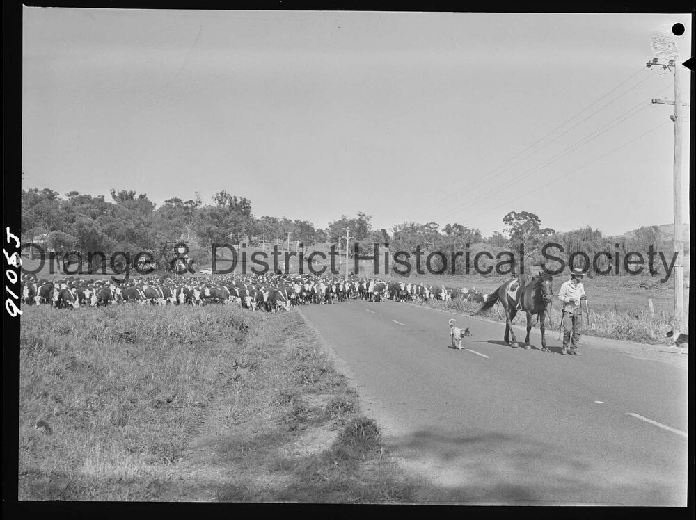 Cattle drive