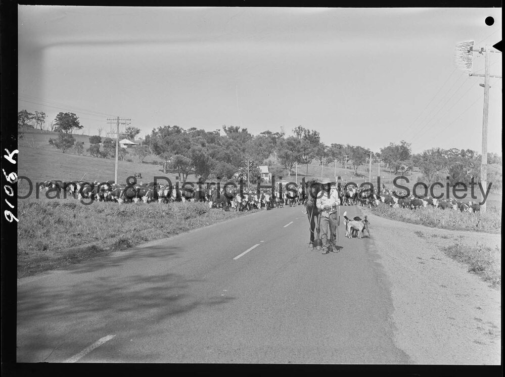 Cattle drive
