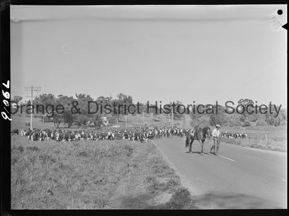 Cattle drive
