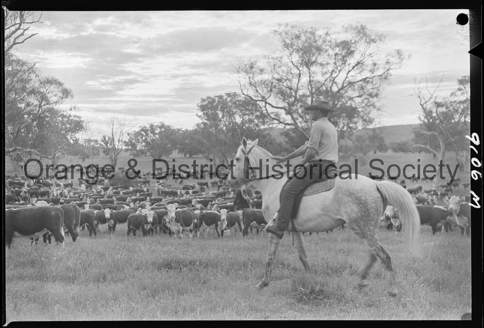 Cattle drive