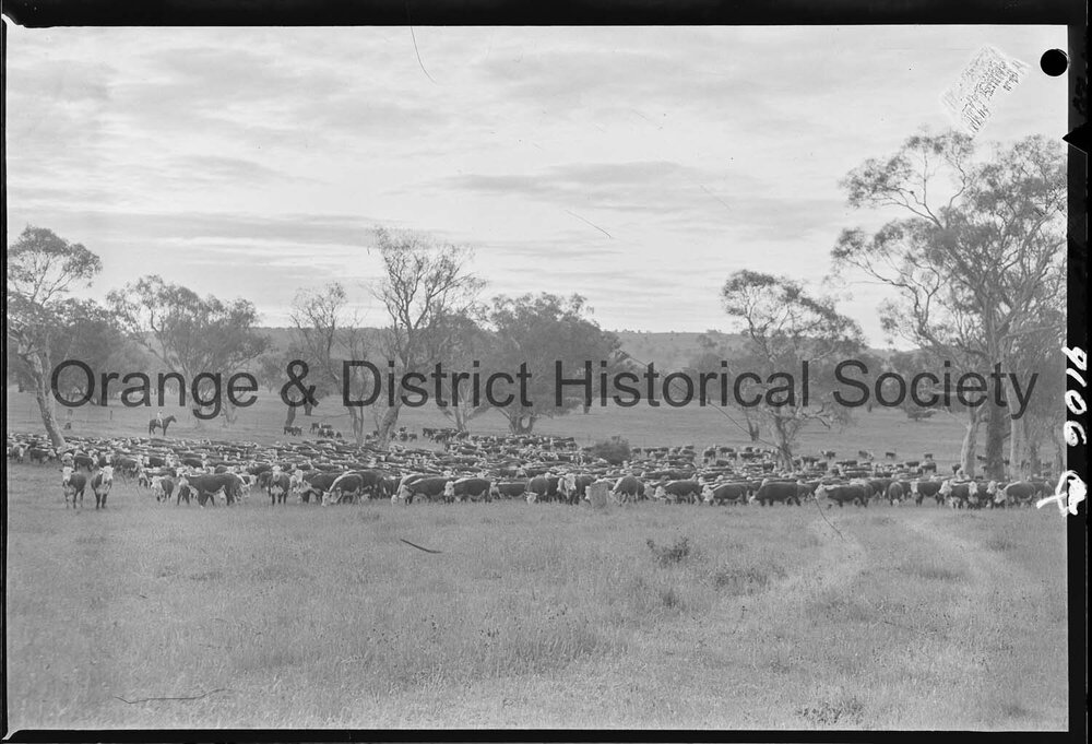 Cattle drive