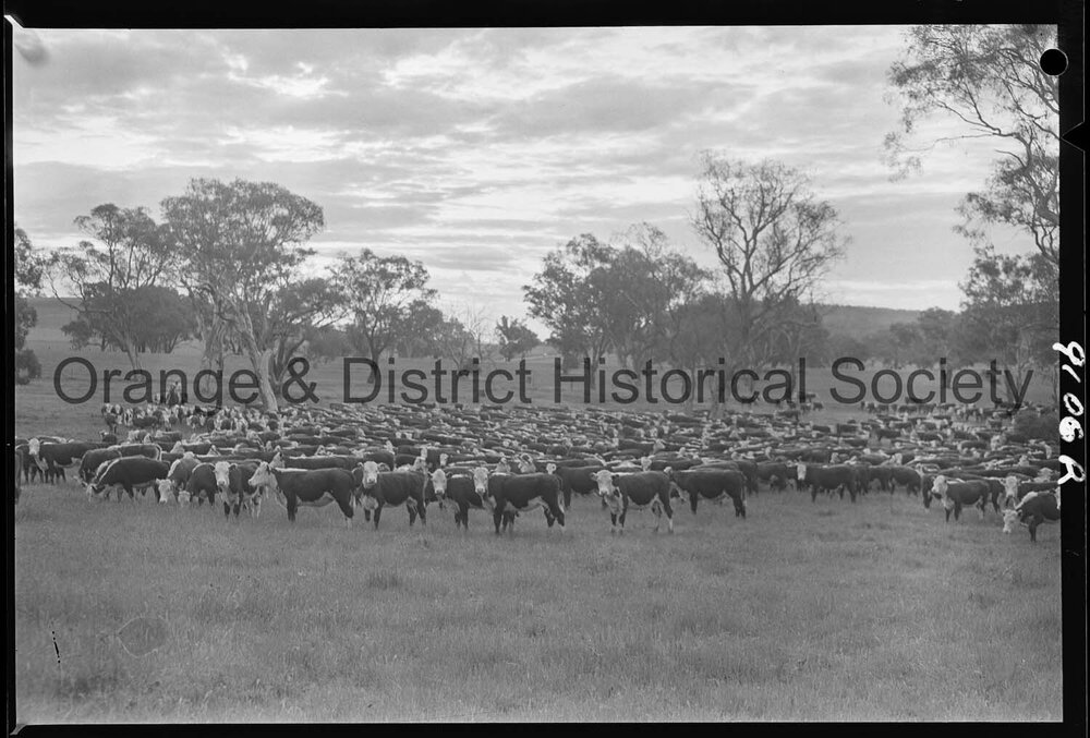 Cattle drive