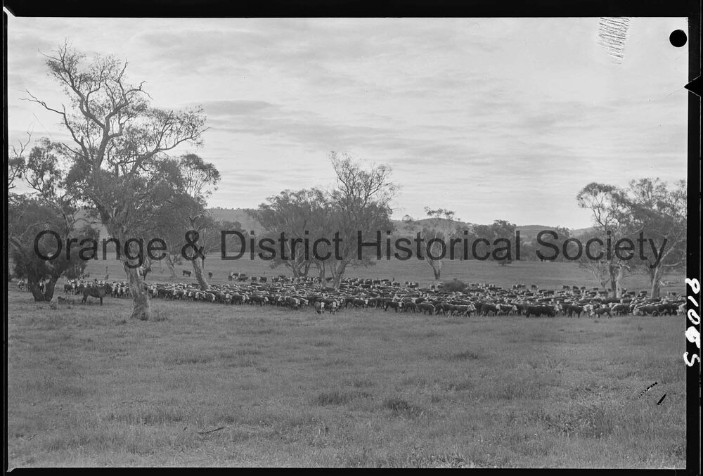 Cattle drive