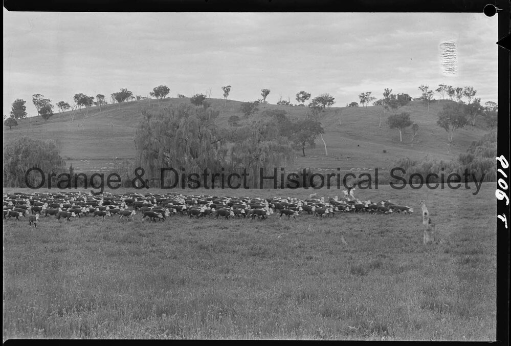 Cattle drive