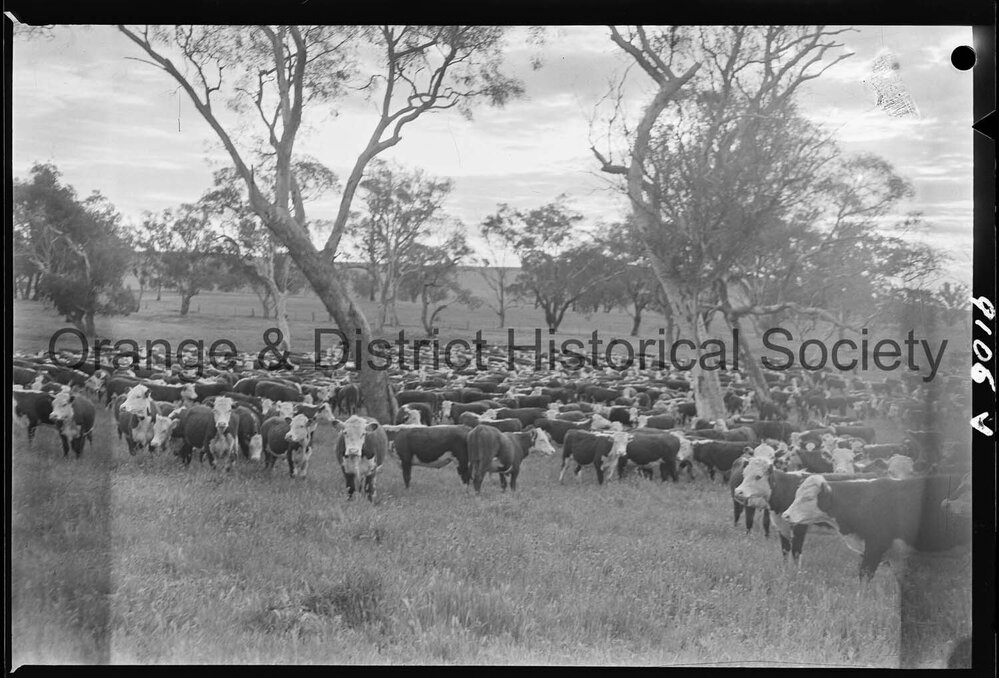 Cattle drive