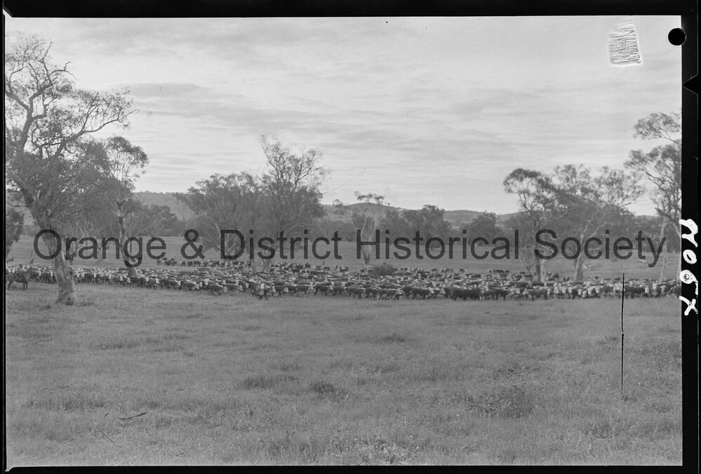 Cattle drive