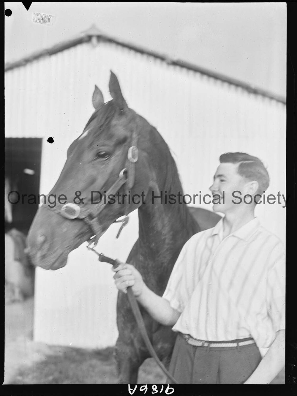 Racehorse Dunedoo