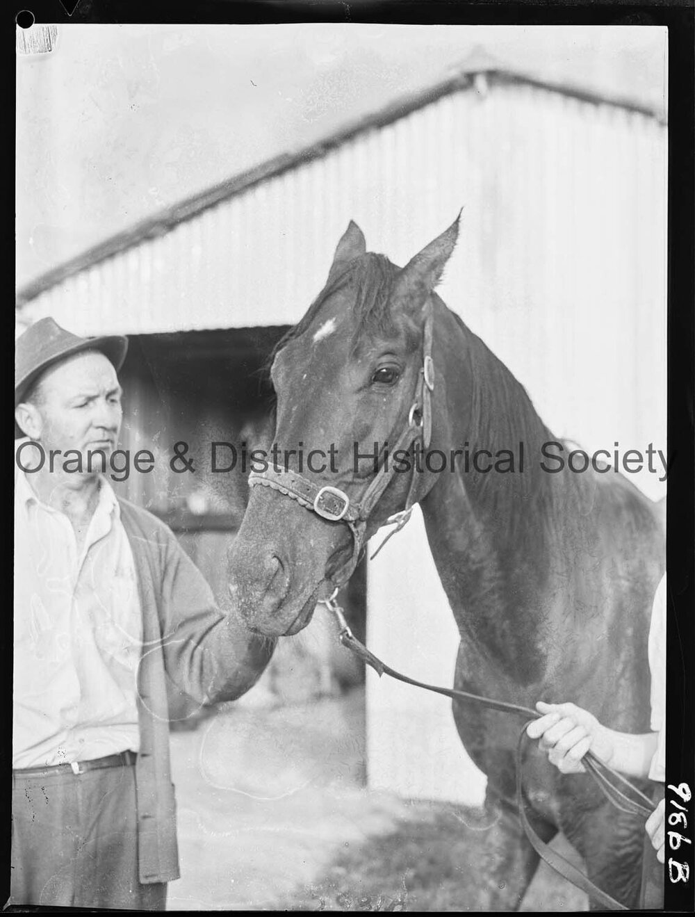 Racehorse Dunedoo