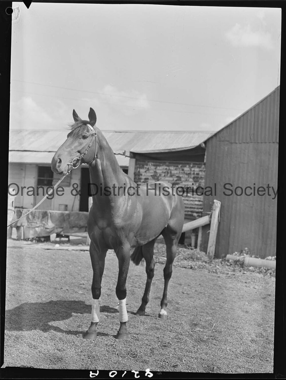 Racehorse Le Endi