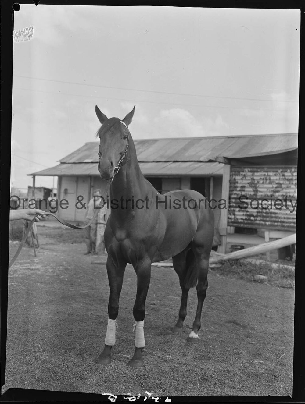 Racehorse Le Endi