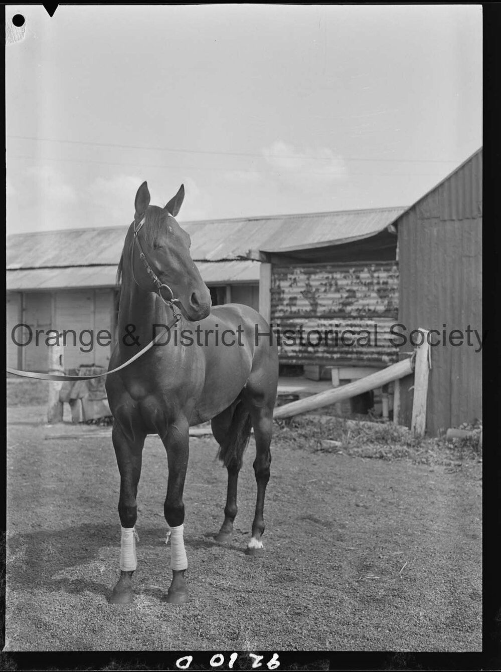 Racehorse Le Endi