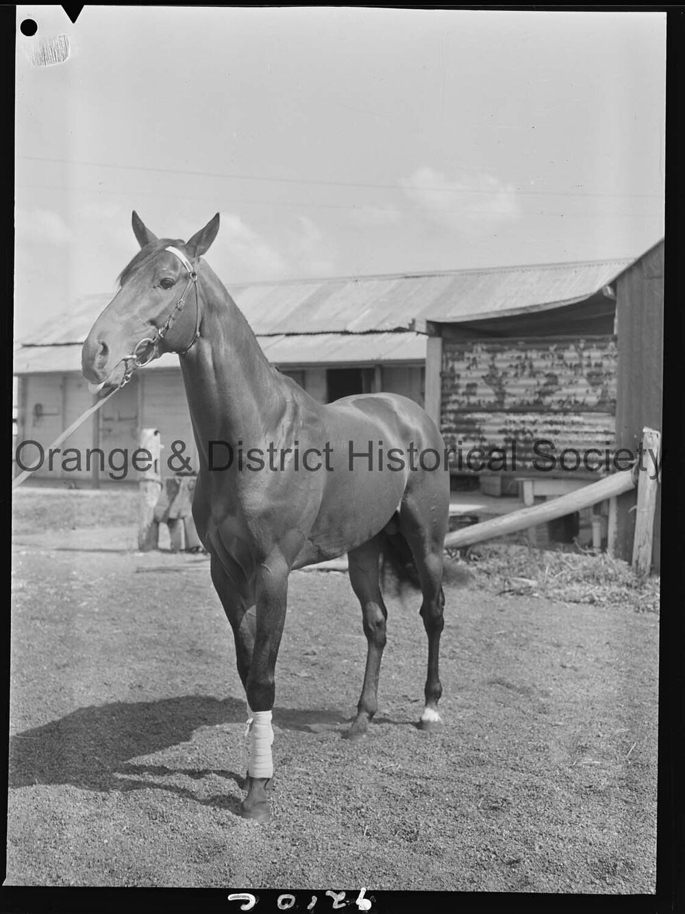 Racehorse Le Endi