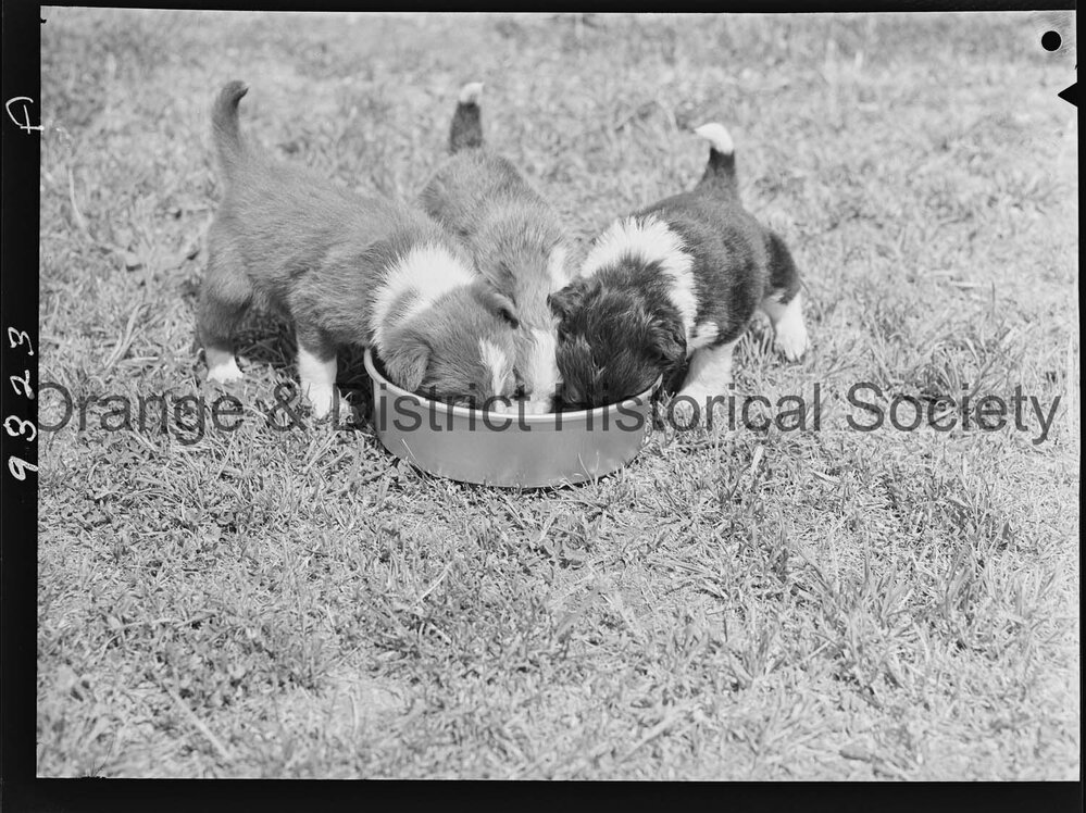 RSPCA dogs' home