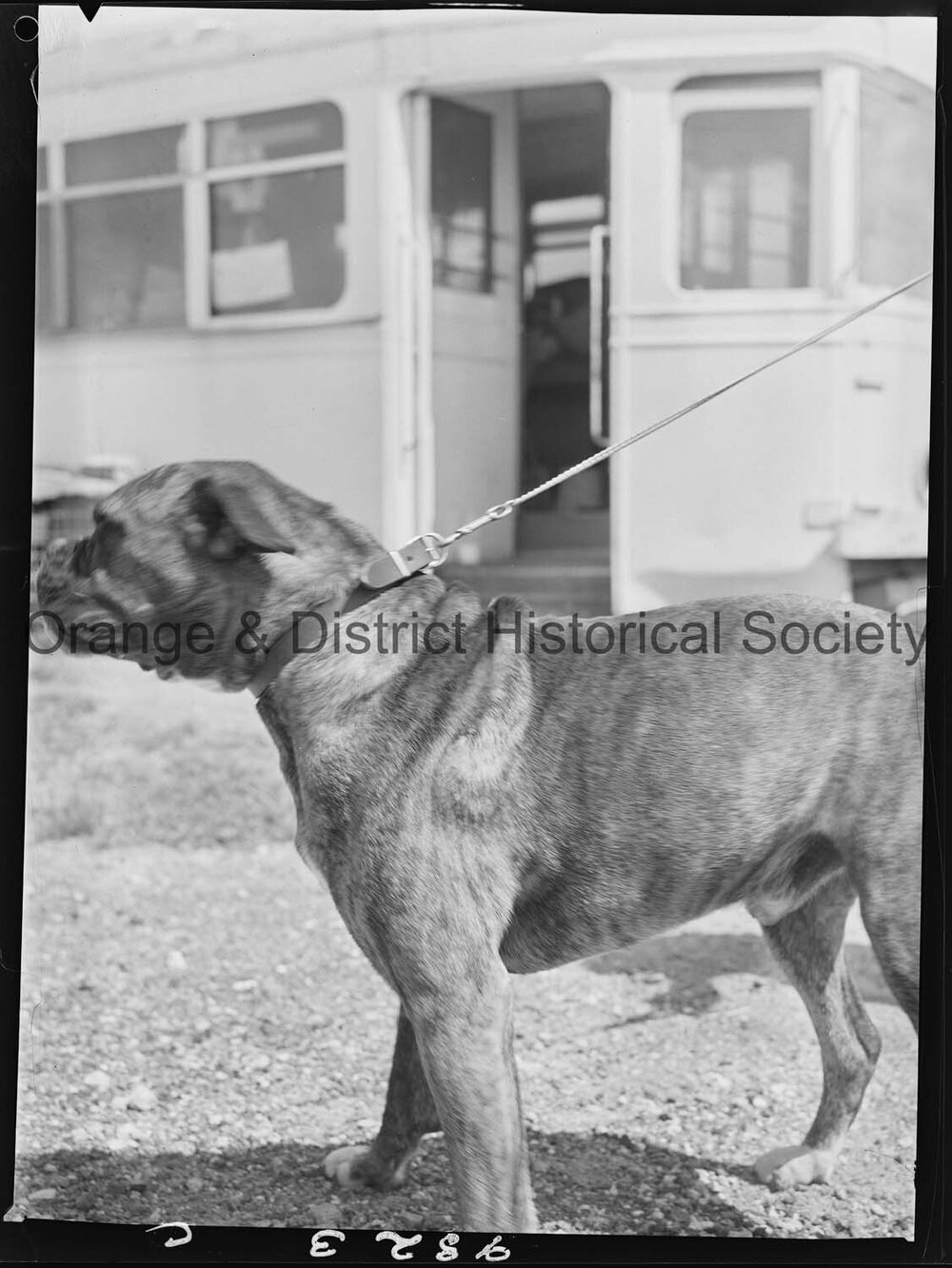 RSPCA dogs' home
