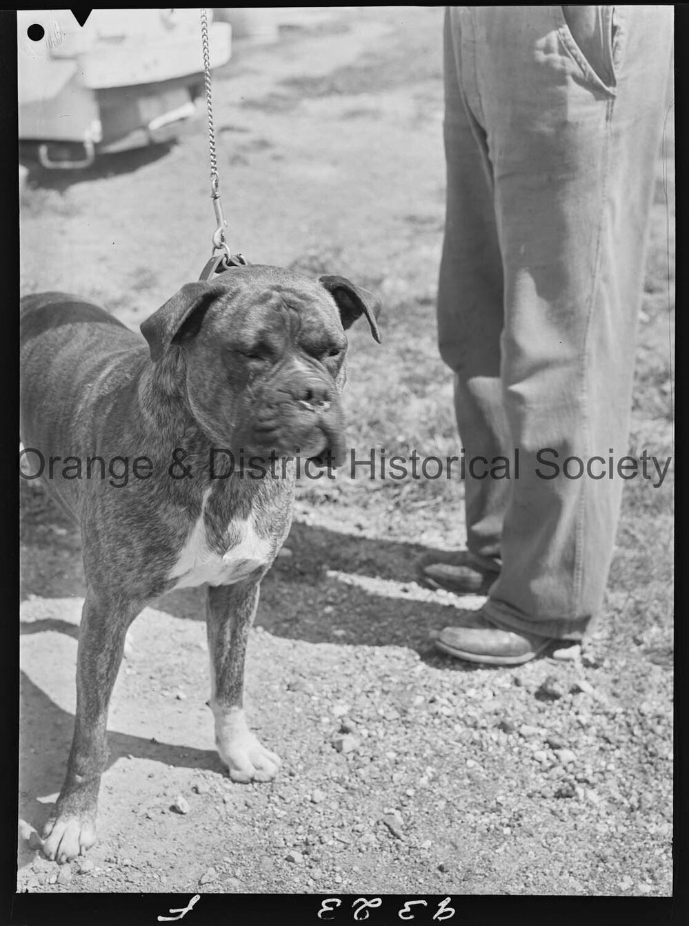 RSPCA dogs' home