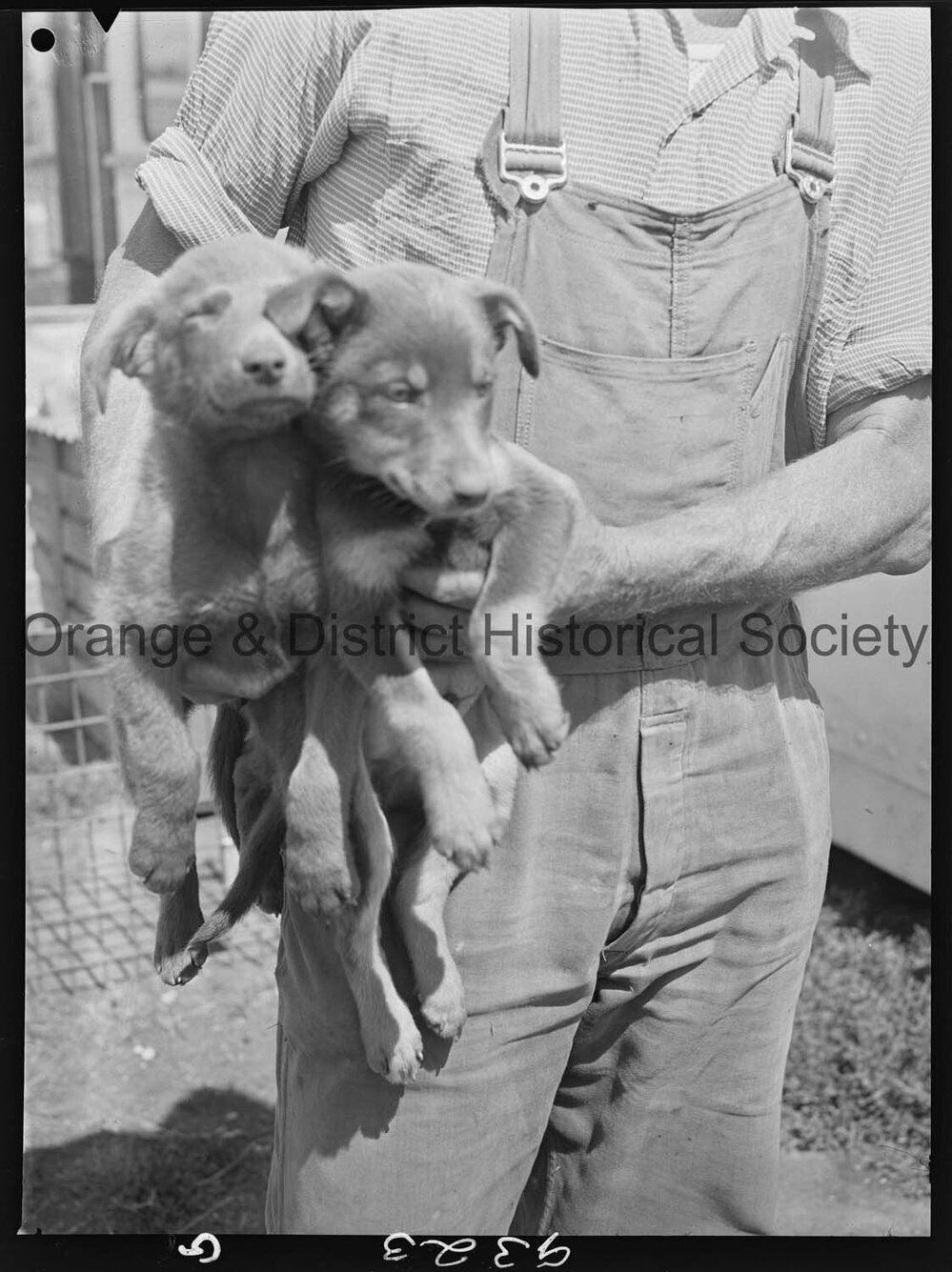 RSPCA dogs' home