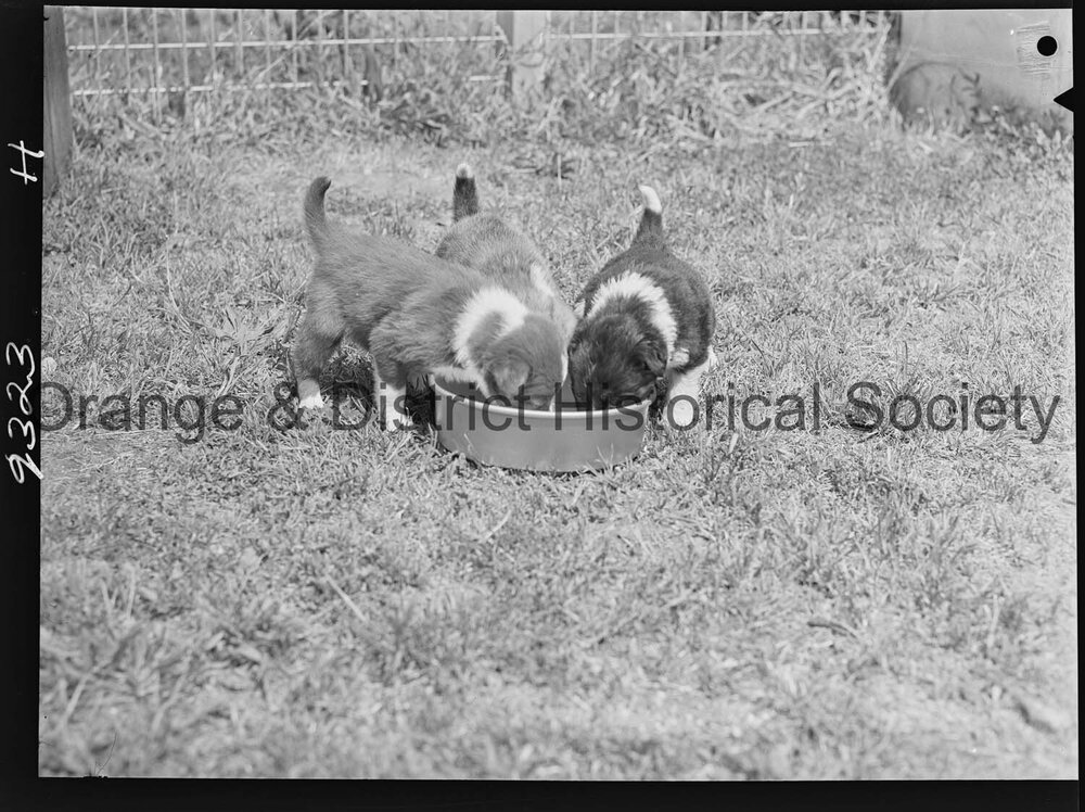 RSPCA dogs' home